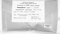 Image of Erythromyces crocicreas
